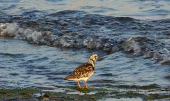 Lama Balice, birdwatching con gli Argonauti nel periodo delle migrazioni